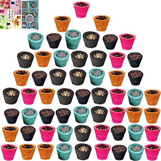 81Wx4lotBaS._SX522_.jpg