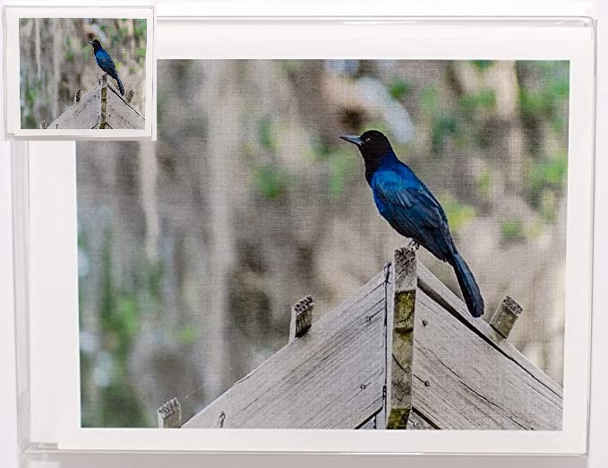 81EAAGgNorS._AC_SX679_