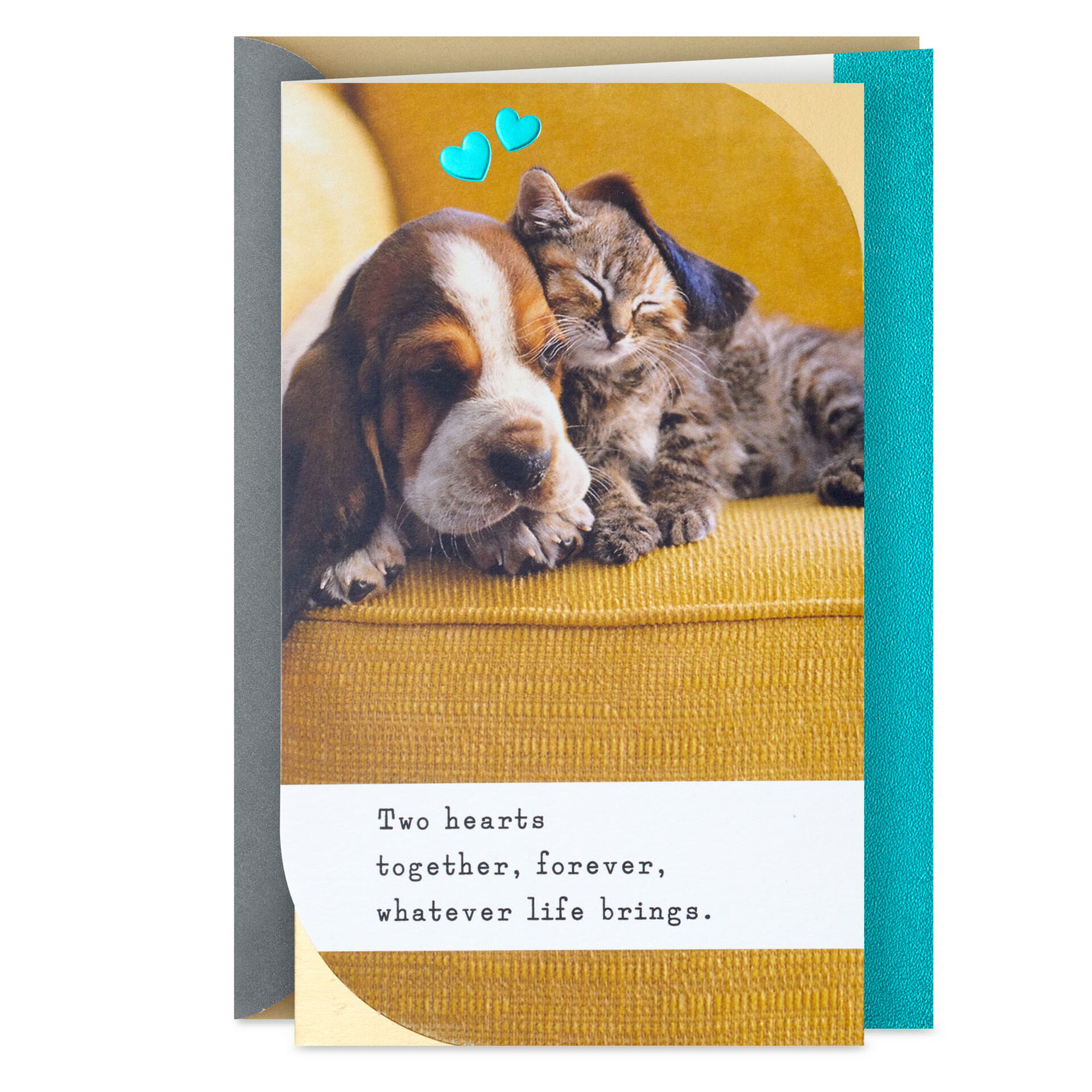 Puppy-&-Kitten-Snuggling-on-Chair-Anniversary-Card_399AVY3195_01
