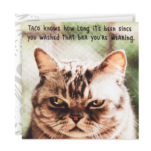 Cat-Photo-and-Dirty-Bra-Funny-Birthday-Card-for-Her_299YYB2015_01