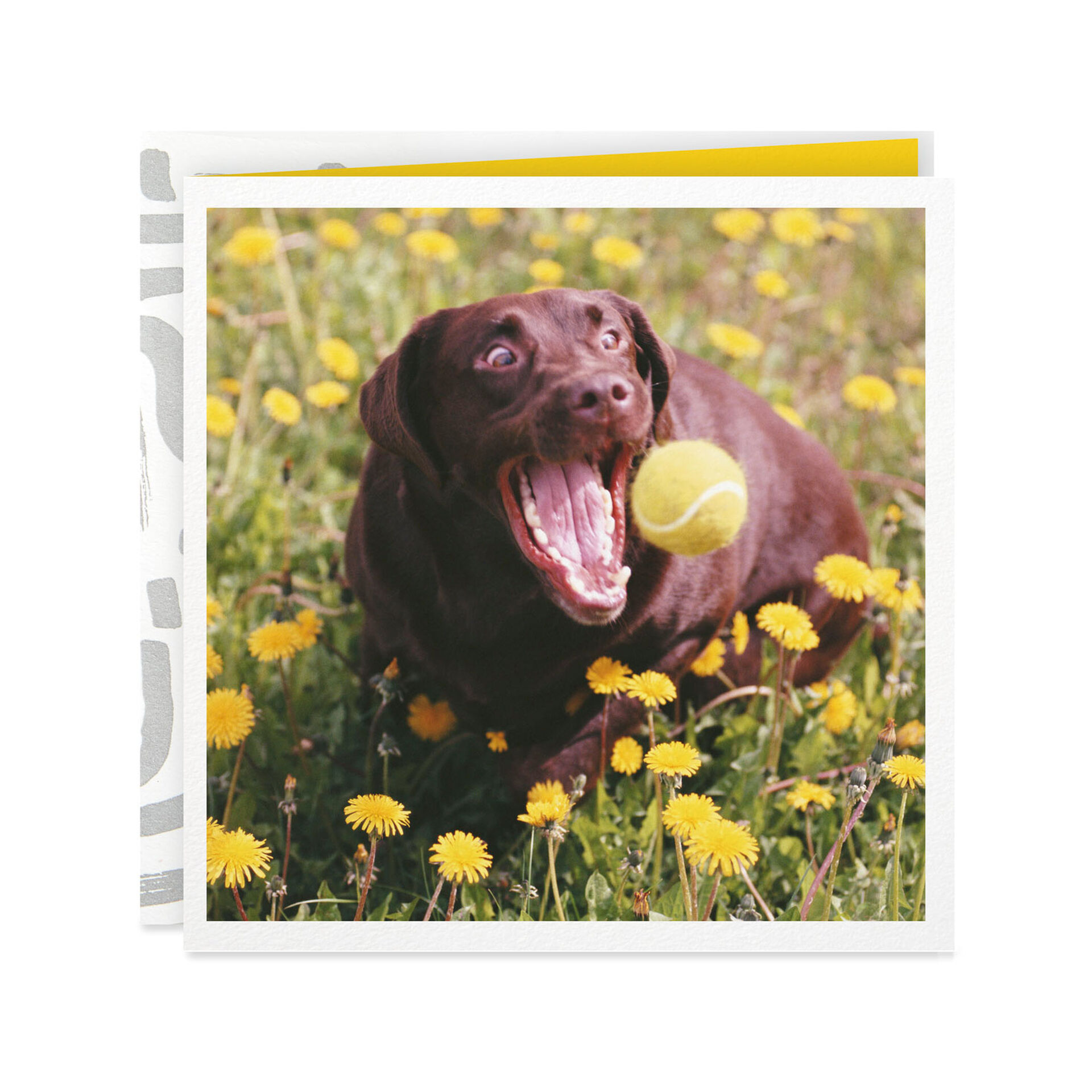 Chocolate-Lab-in-Dandelions-Thinking-of-You-Card_299YYB1335_01