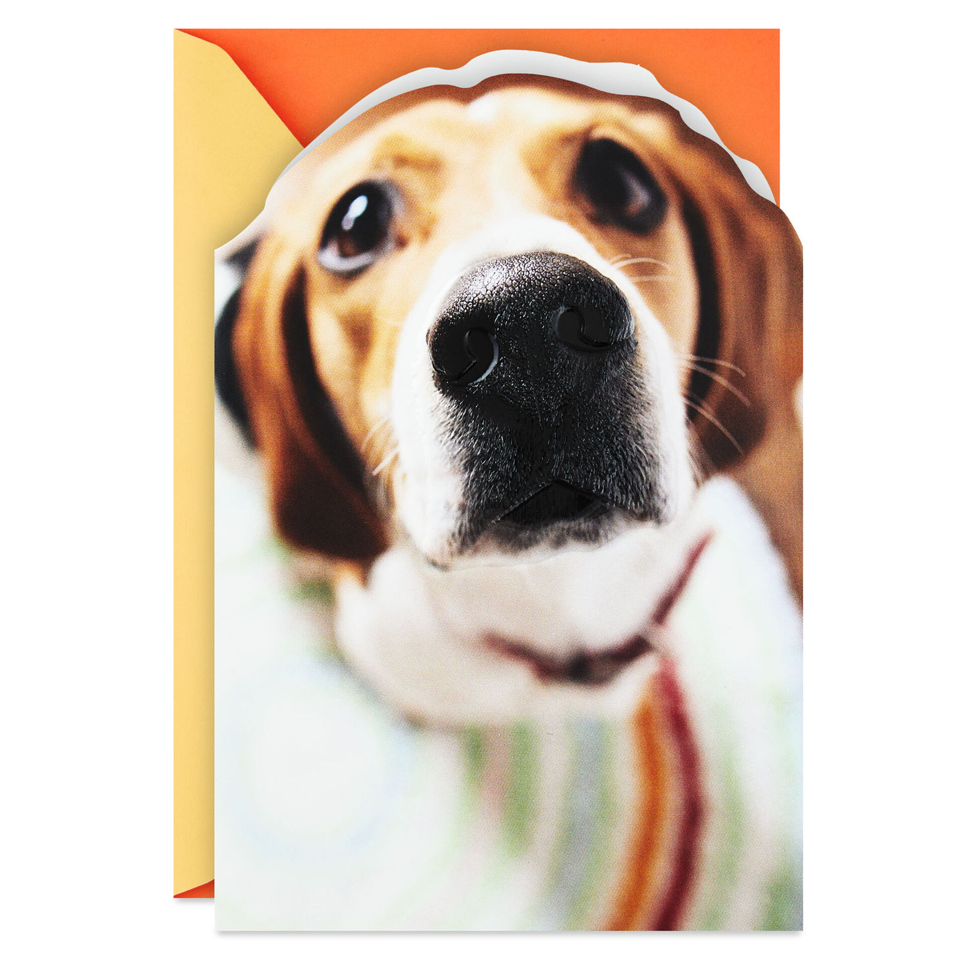 CloseUp-Photo-of-Dogs-Face-Funny-Birthday-Card_299HBD9632_01