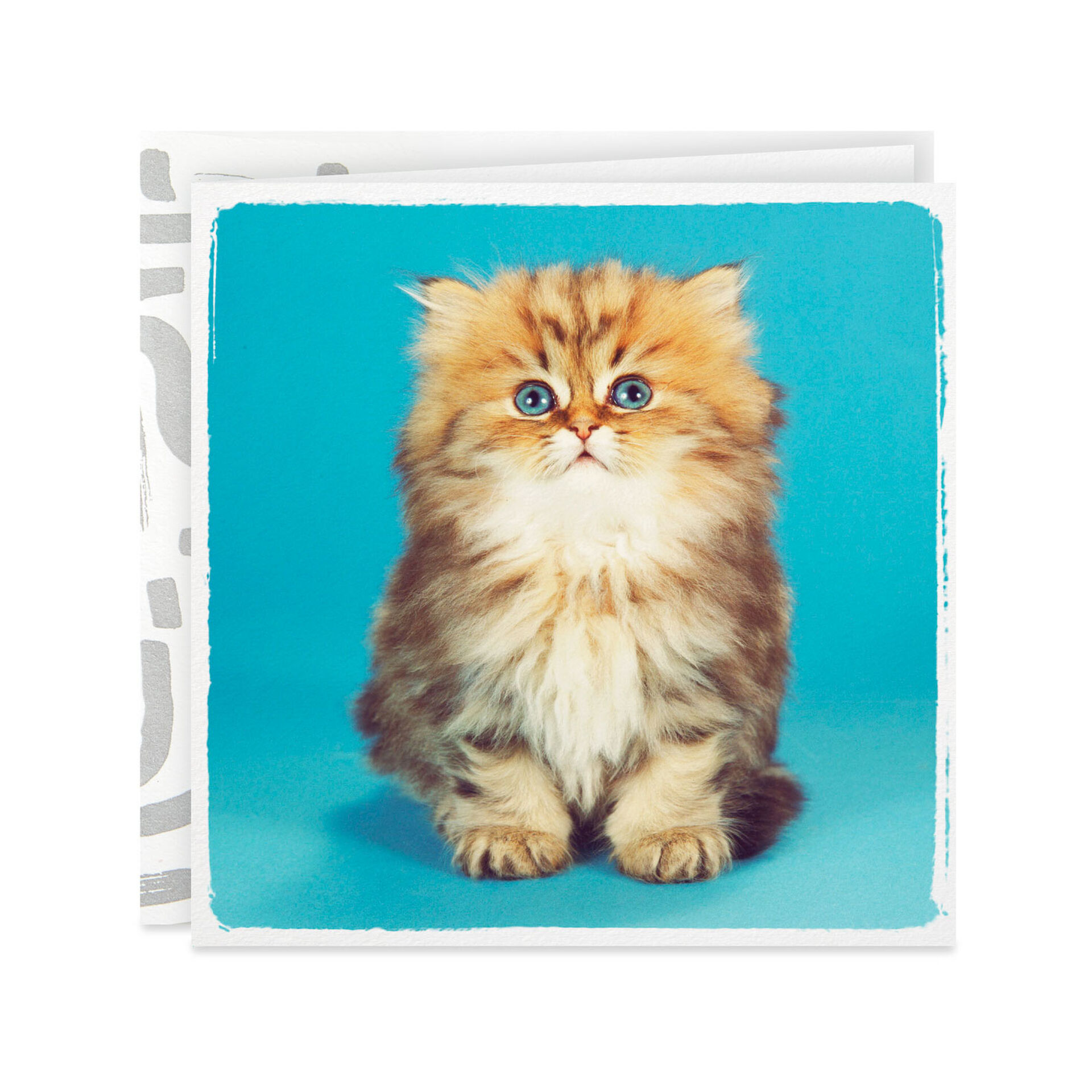 Cute-Kitten-Photo-Birthday-Card_359YYB1237_01