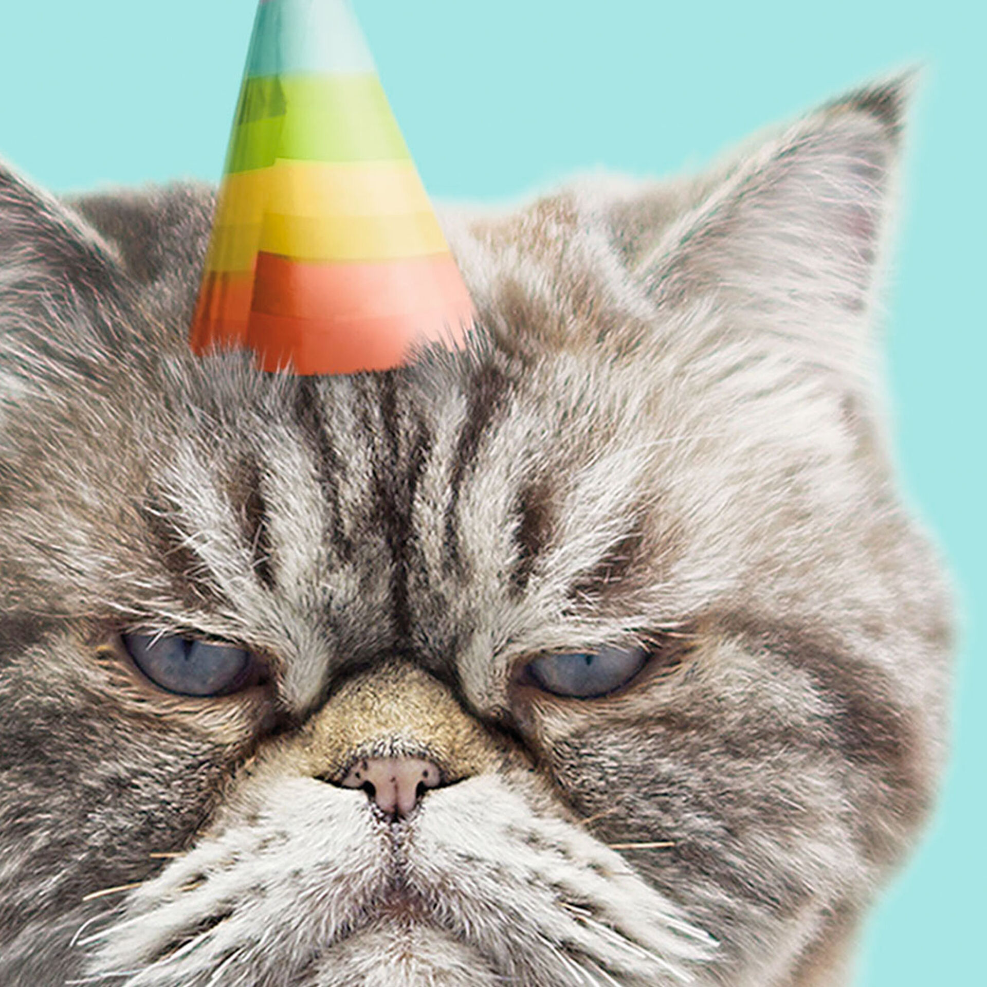 Grumpy-Cat-in-Party-Hat-Birthday-Card_369ZZB4045_03