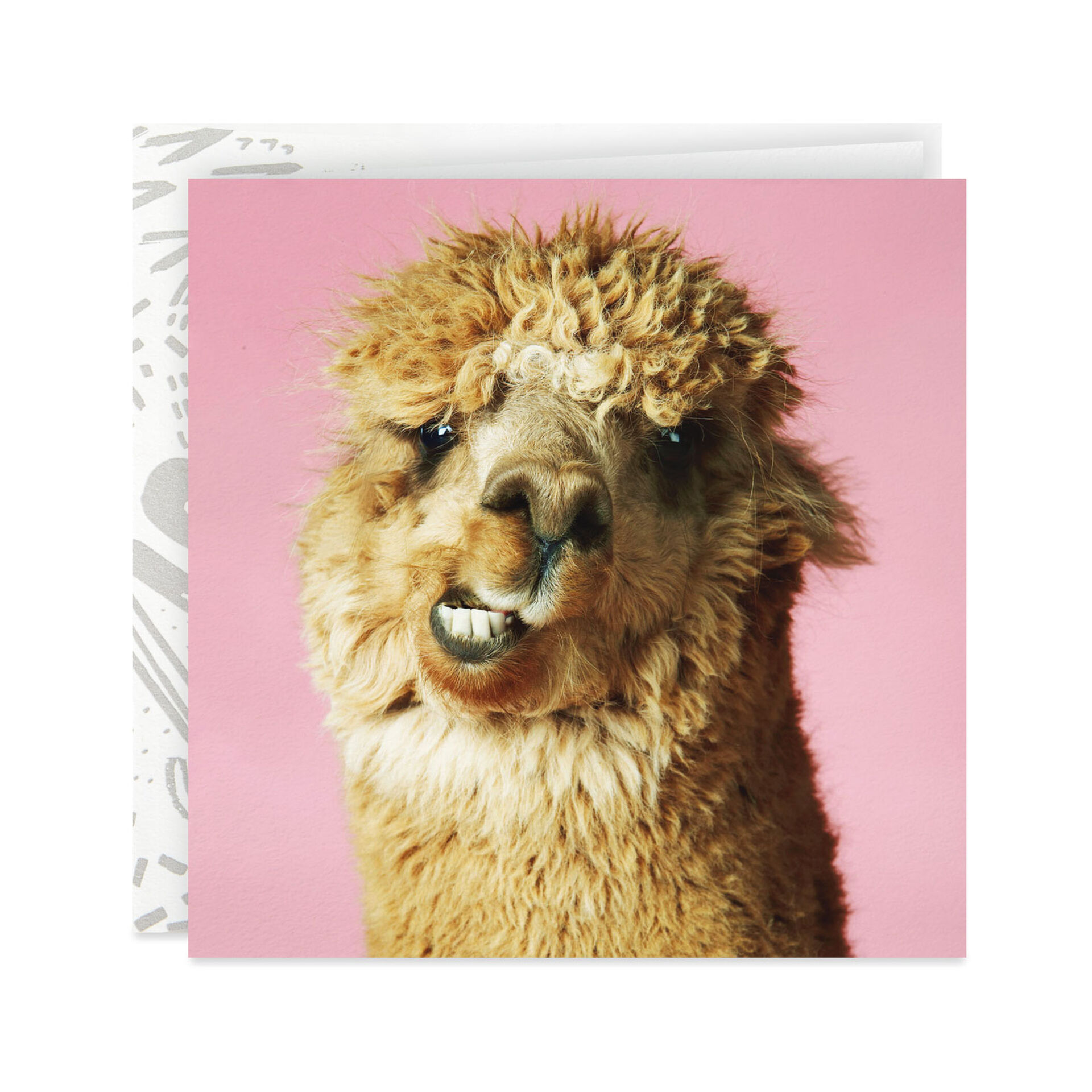 Llama-Making-a-Face-Birthday-Card_299YYB1330_01