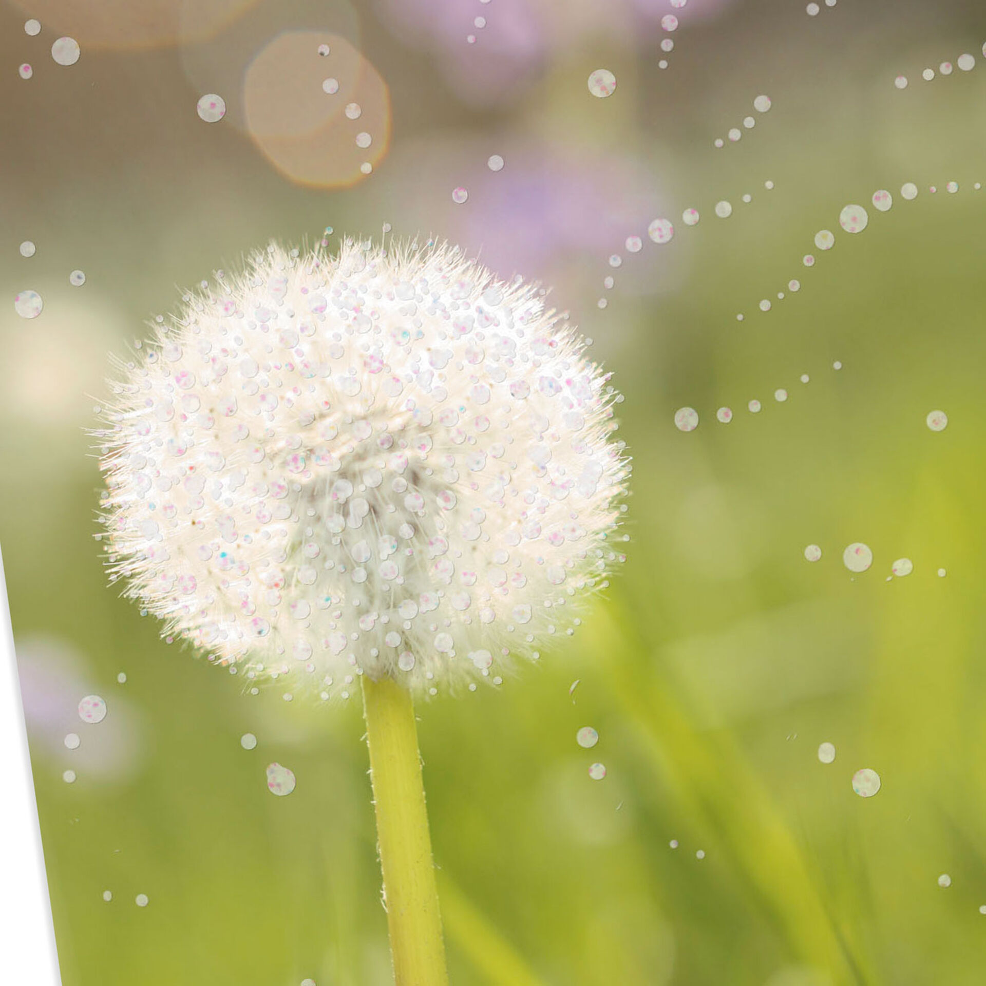 Summer-Dandelion-Bloom-Blank-Card_299IMP1501_03