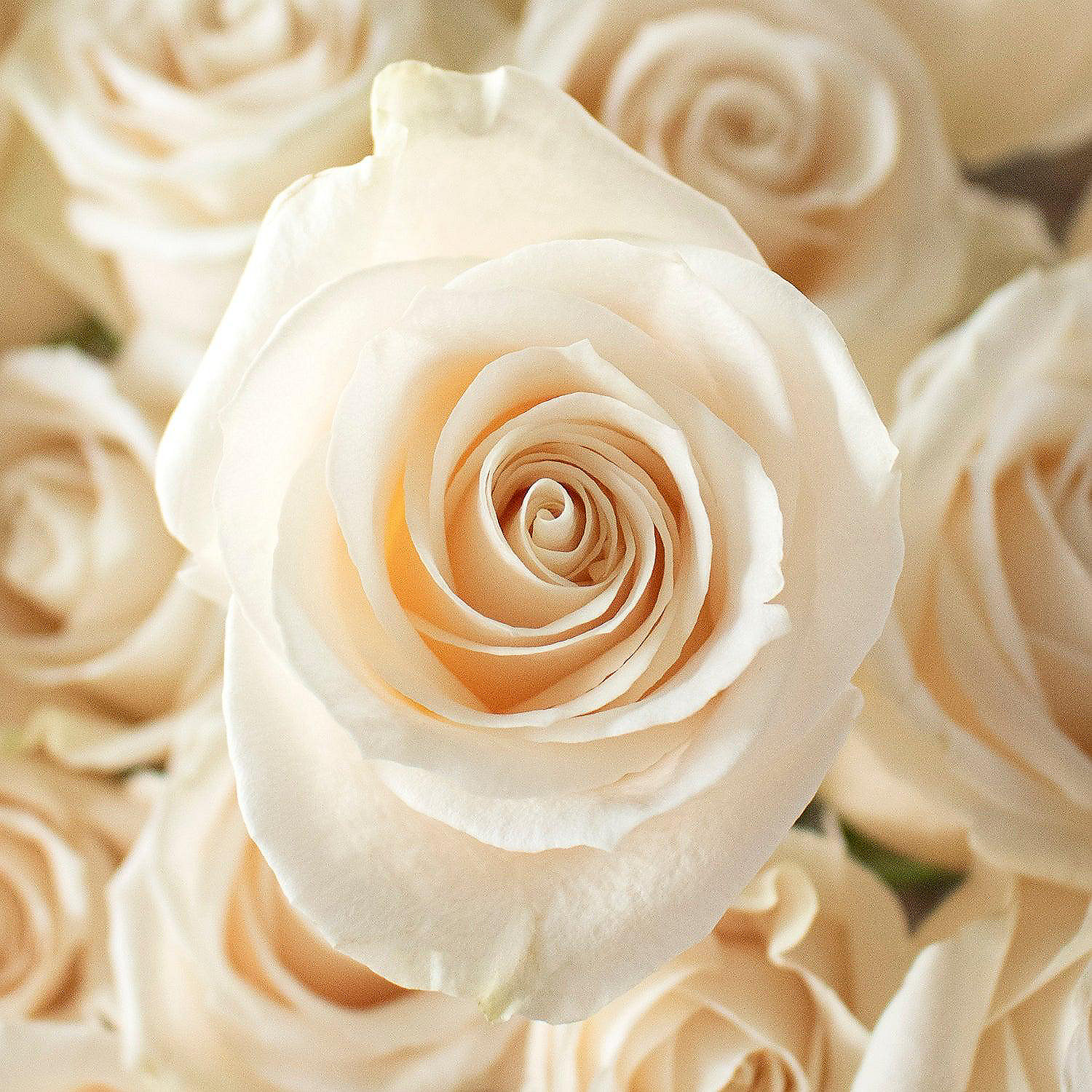 bulk-flowers-fresh-cream-roses_14248101-a02$NOWA$
