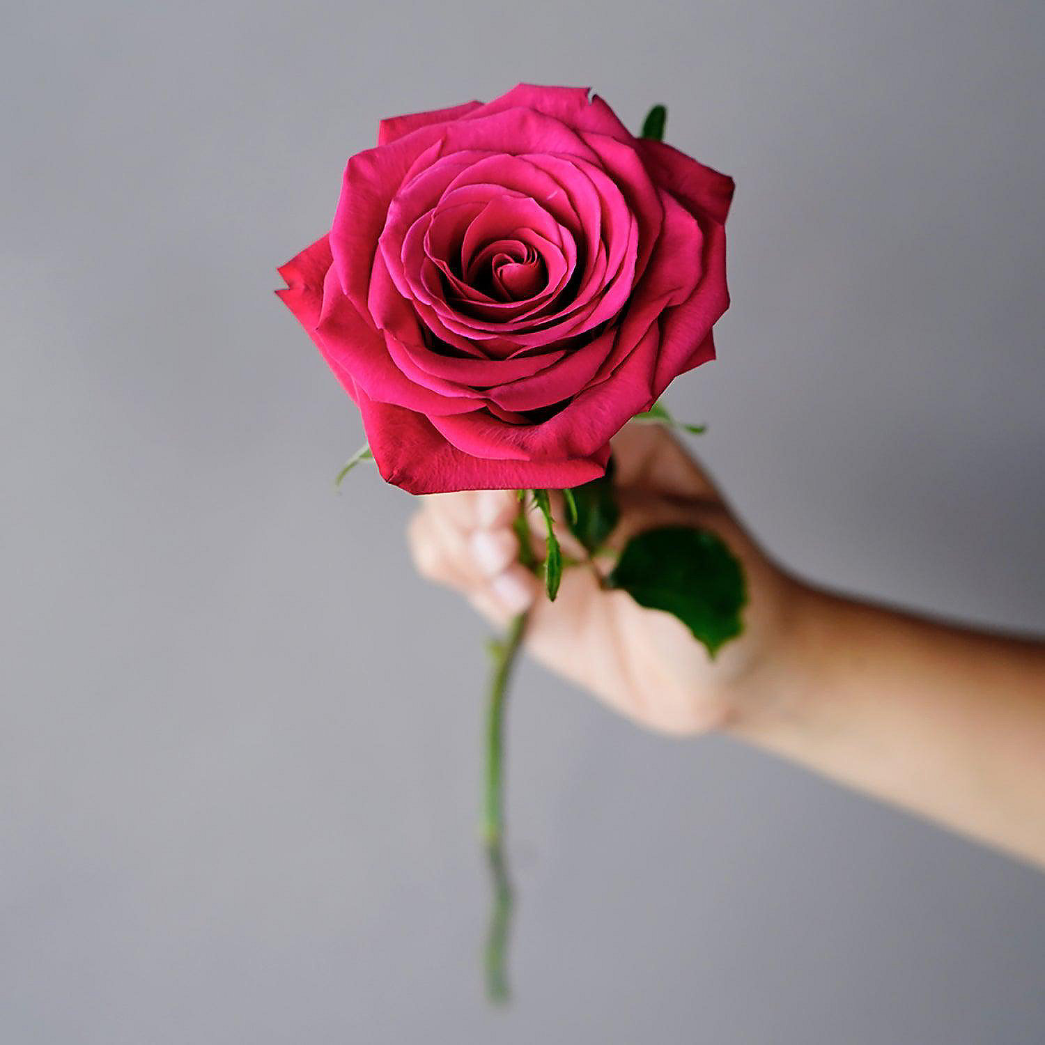 bulk-flowers-fresh-dark-pink-roses_14248103-a01$NOWA$