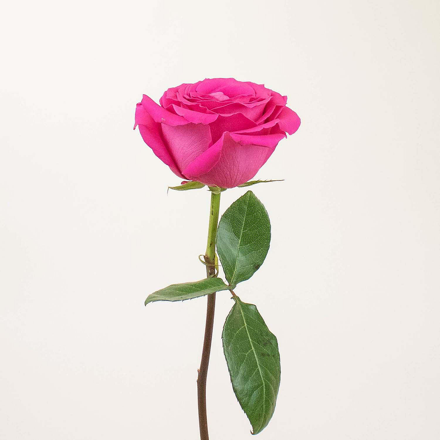 bulk-flowers-fresh-hot-pink-roses_14248107-a01$NOWA$