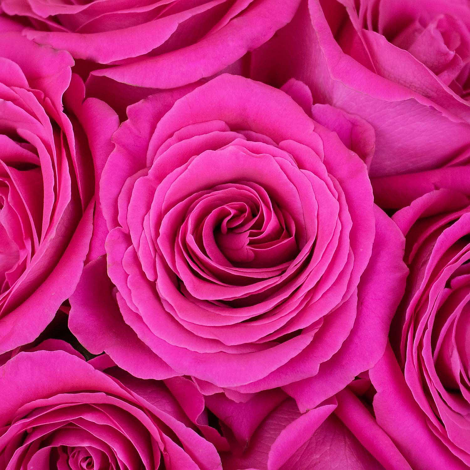 bulk-flowers-fresh-hot-pink-roses_14248107-a02$NOWA$