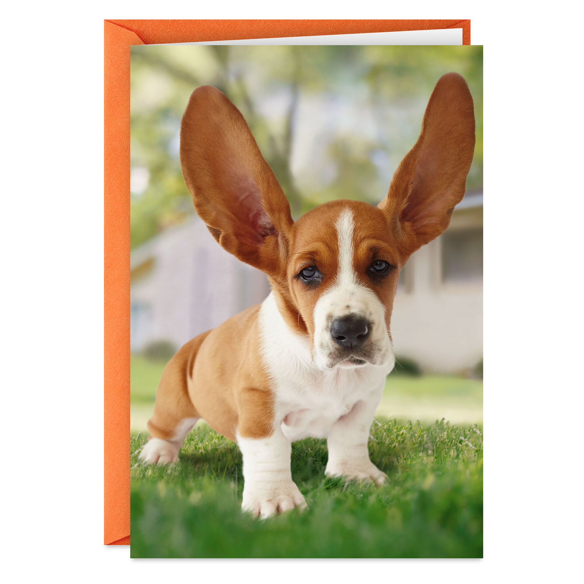 Basset-Hound-Dog-Big-Ears-Funny-Thinking-of-You-Card_369ZZF1317_01