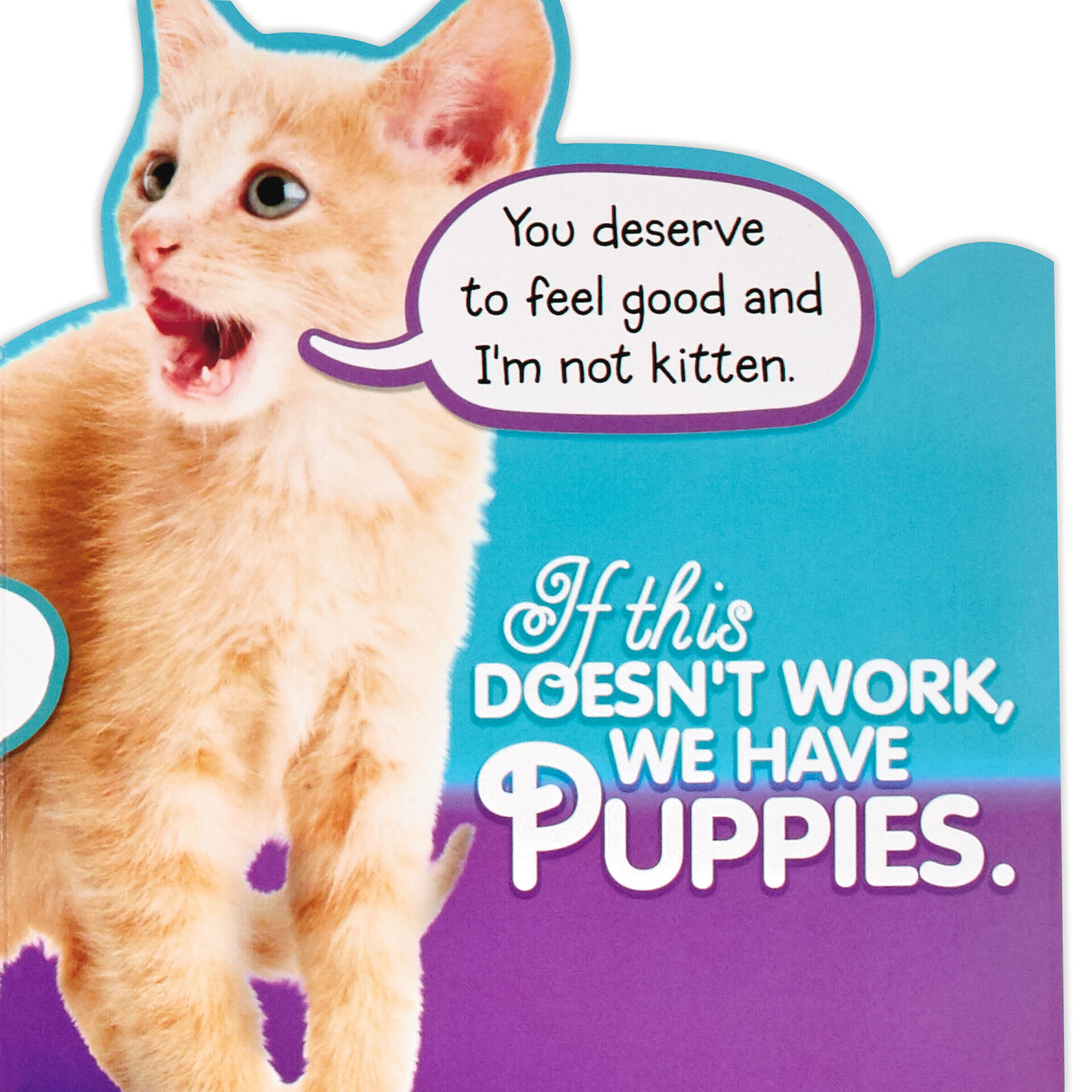 Cute-Kittens-Get-Well-Card_459C3132_03