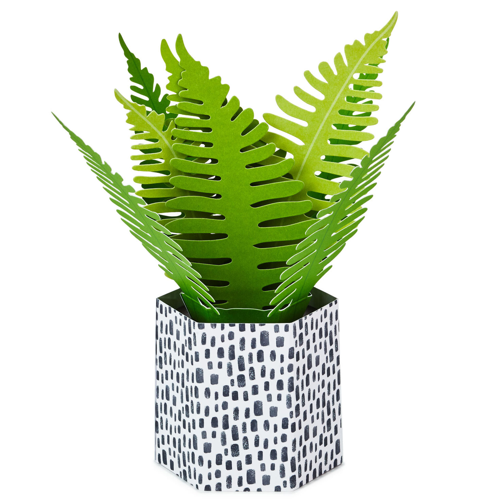 Fern-Pop-Plant-3D-PopUp-Thinking-of-You-Card_699WDR1199_02