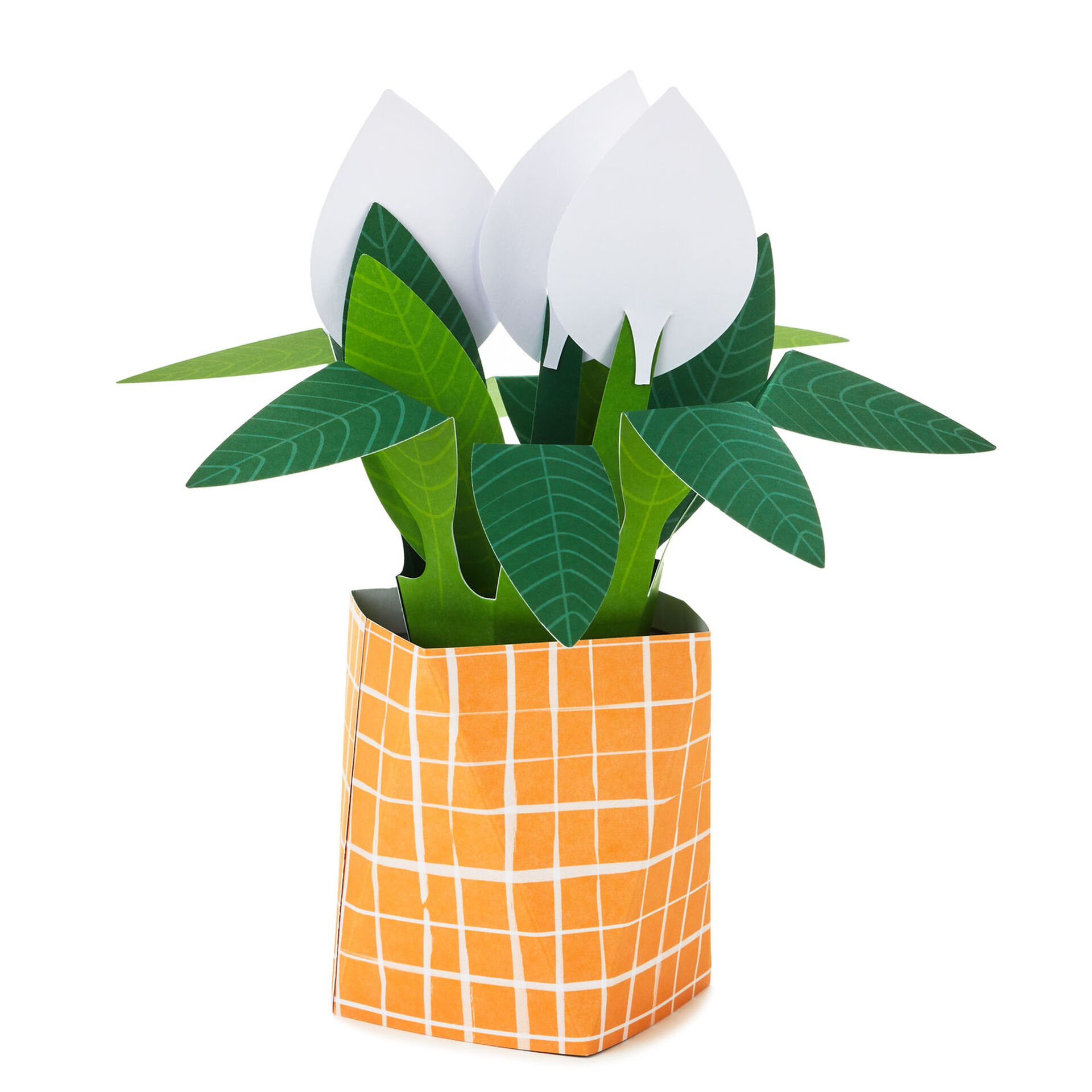 Peace-Lily-Pop-Plant-3D-PopUp-Thinking-of-You-Card_799WDR1202_02