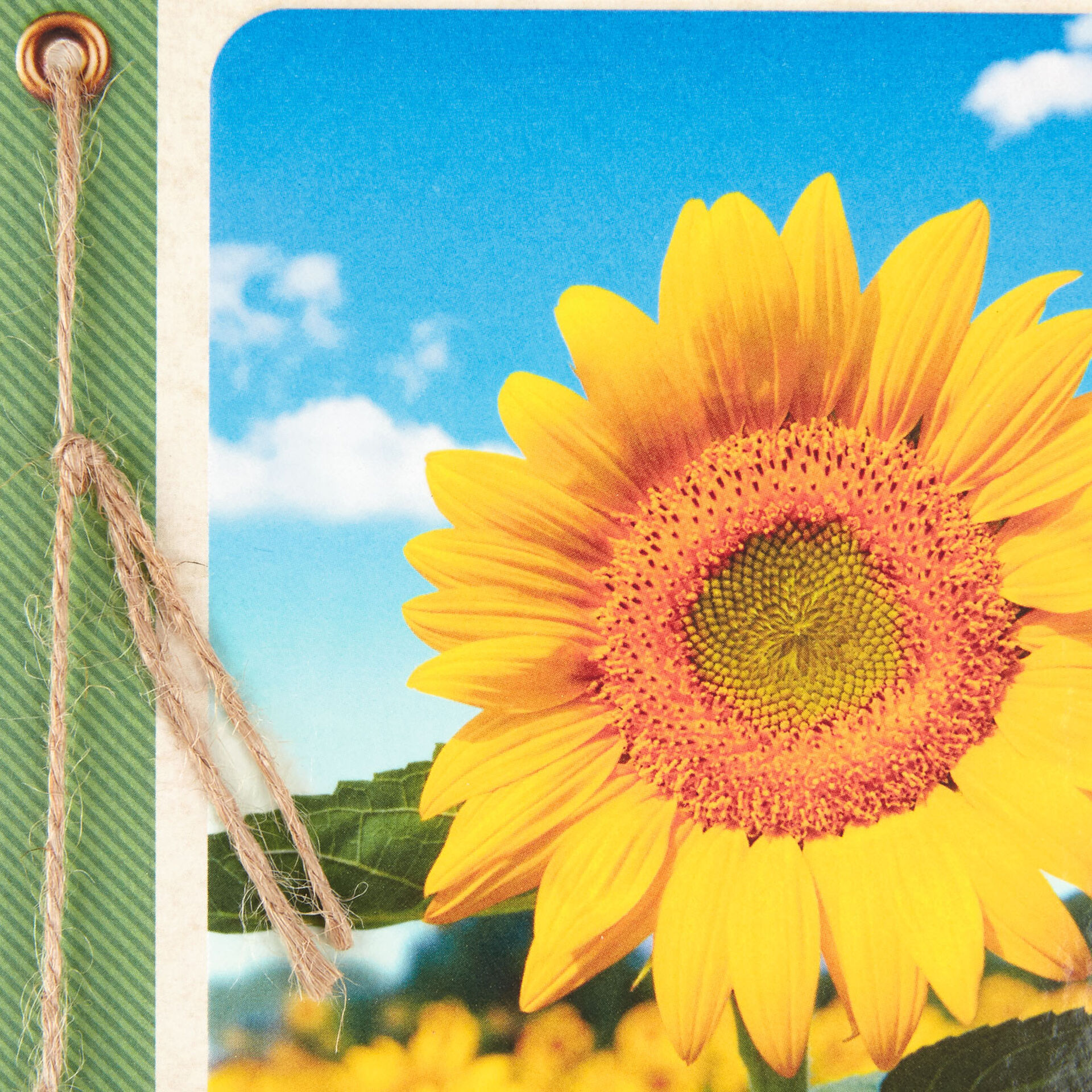 Sunflowers-AllOccasion-Blank-Card_399TOY1577_03