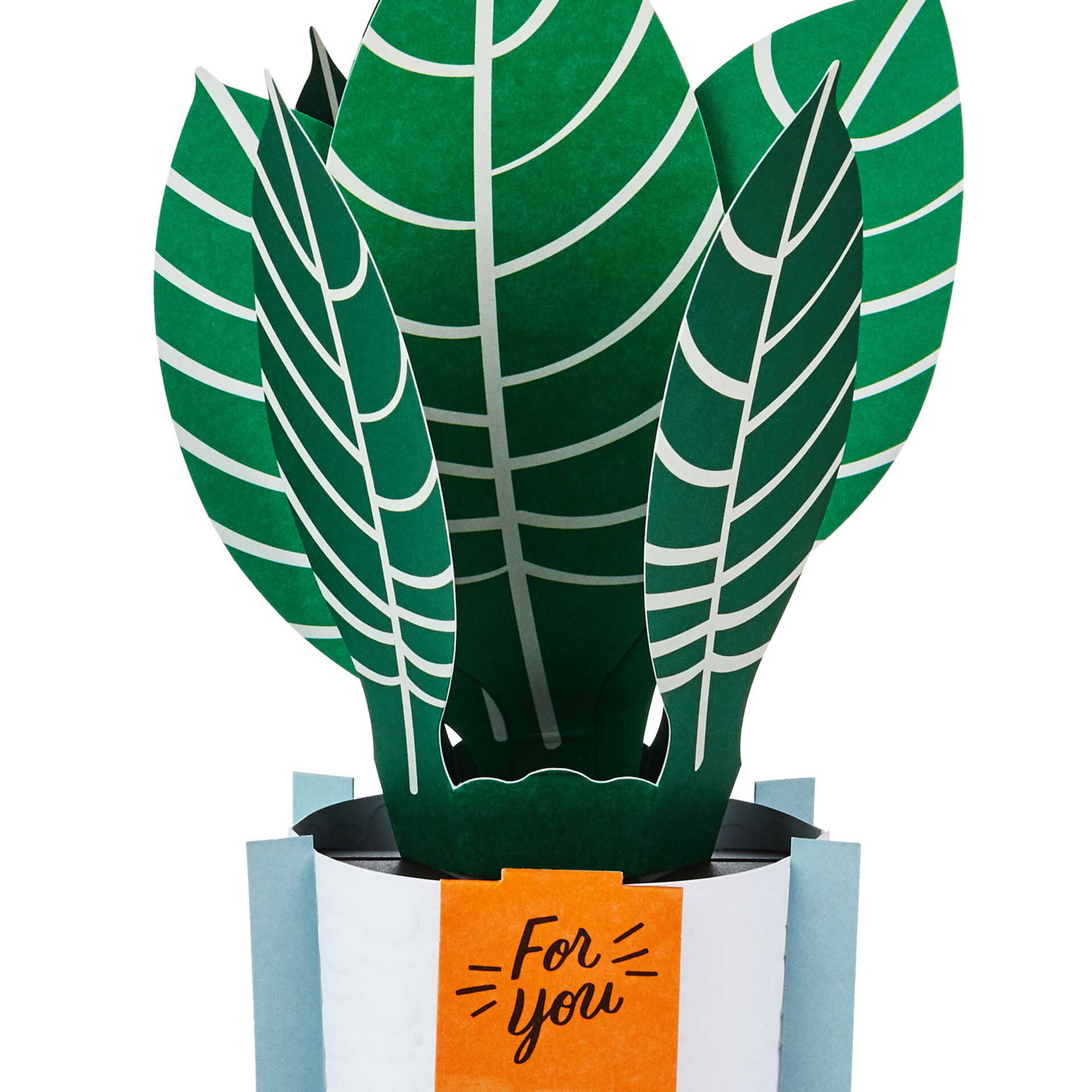 Zebra-Plant-Pop-Plant-3D-PopUp-Thinking-of-You-Card_799WDR1200_03