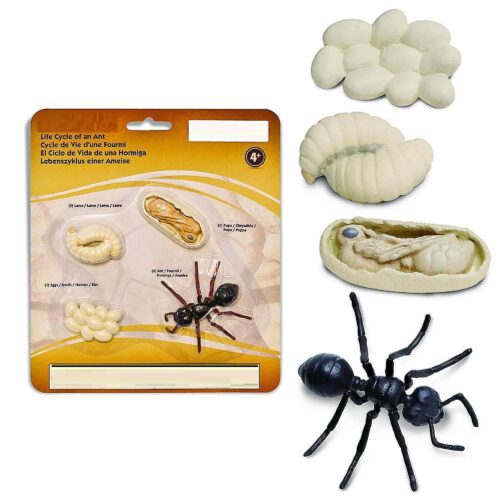safari-life-cycle-of-an-ant_14236482$NOWA$